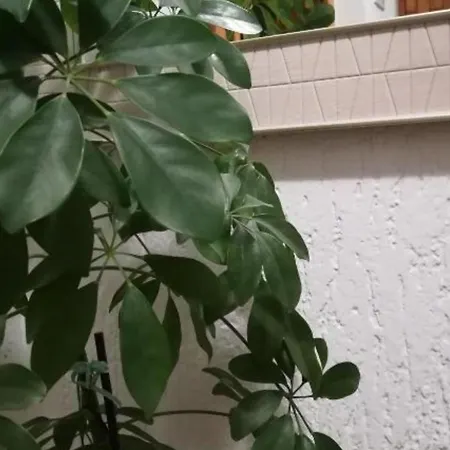 Apartman Olymp Osijek-Garaza Esterno foto